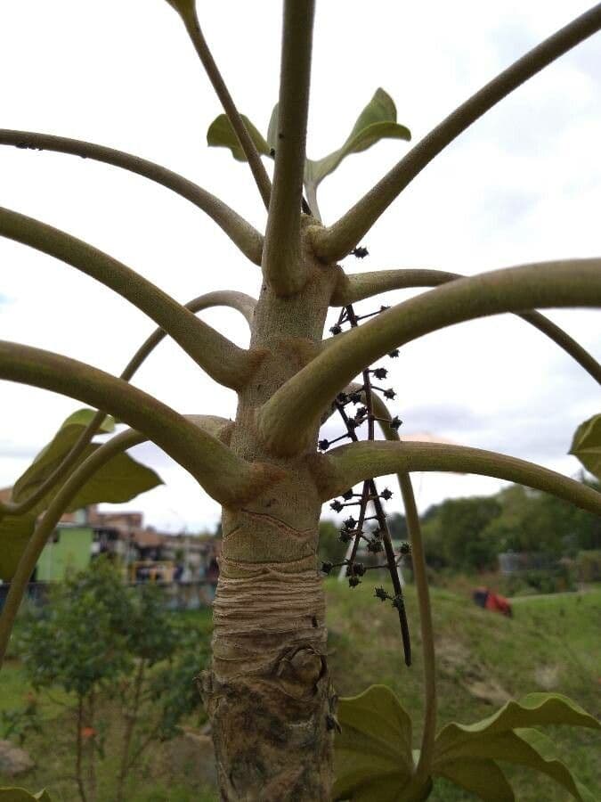 Cecropia 20