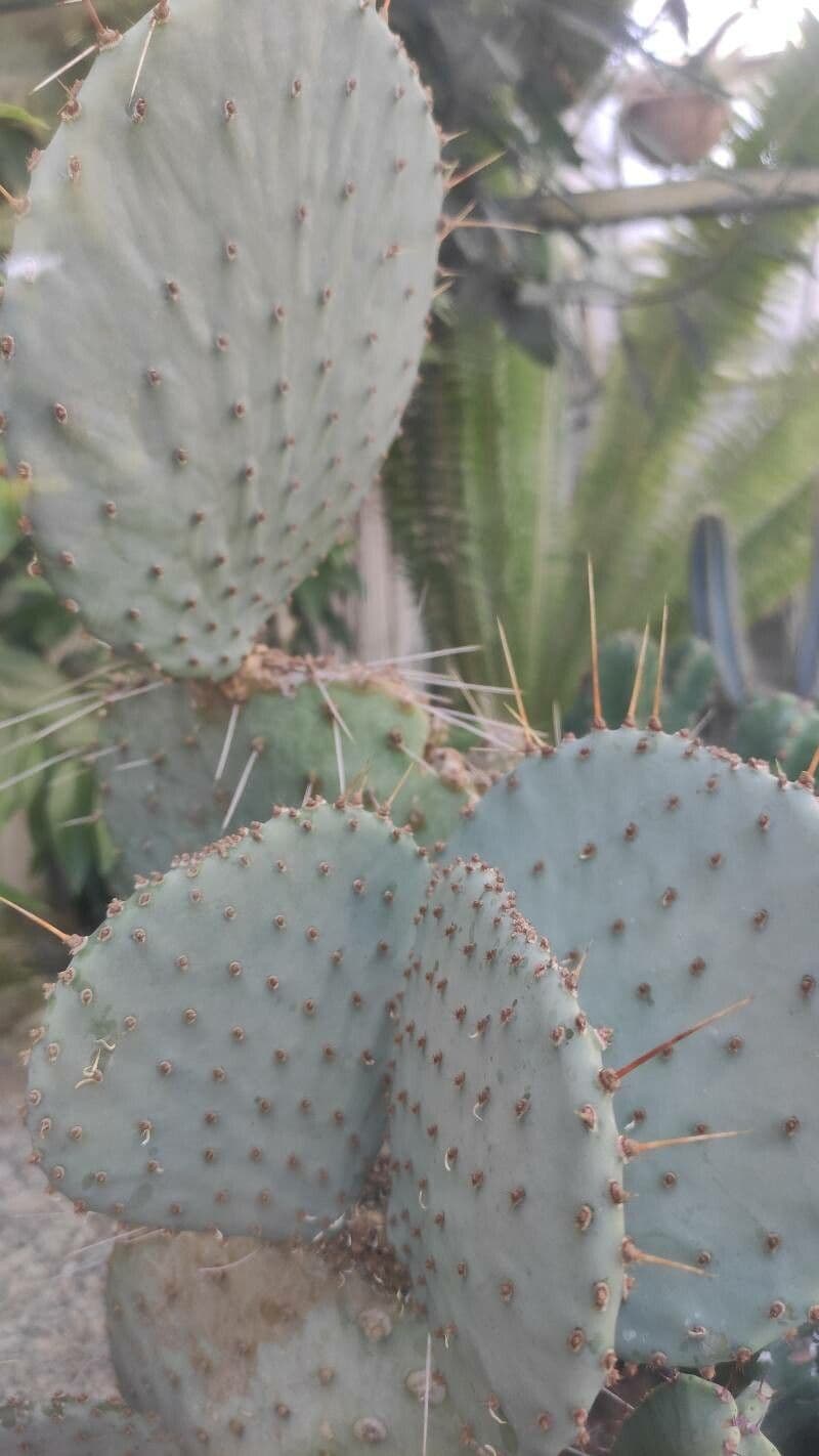 Opuntia tulipano 2