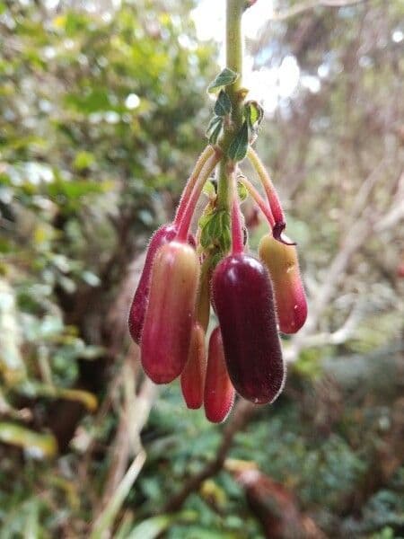 Fuchsien 5
