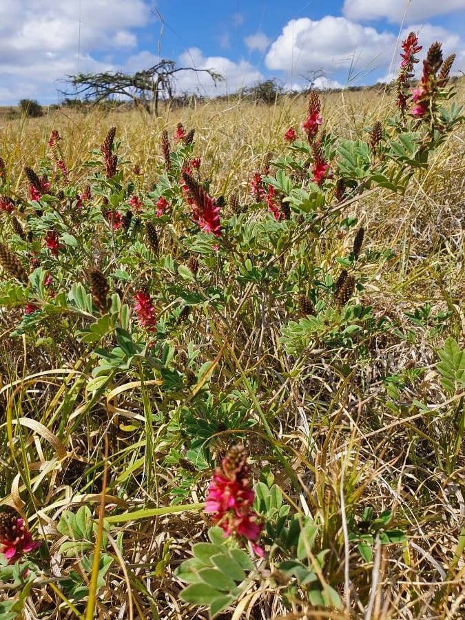 Indigofera 6