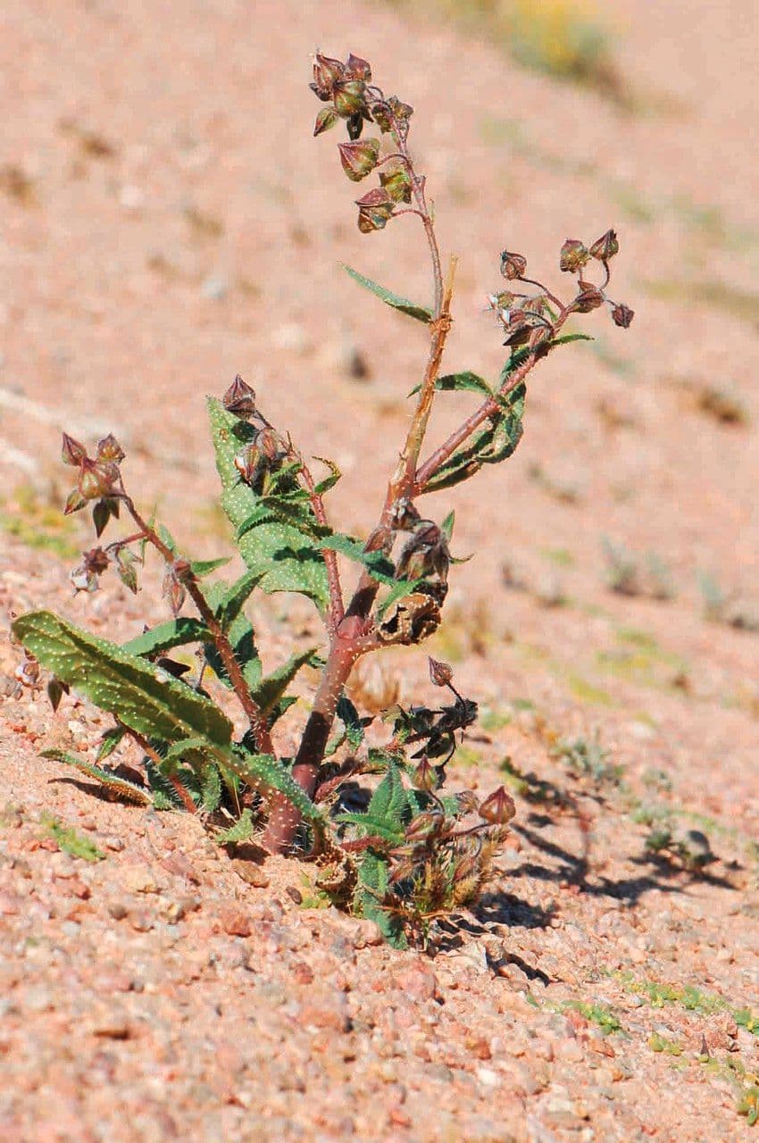 Trichodesma 6