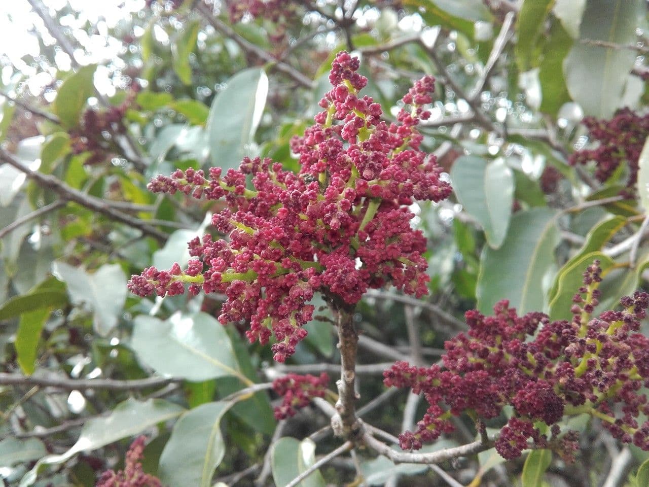 Euroschinus 4