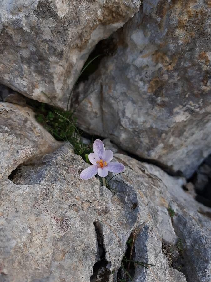 Zafferano