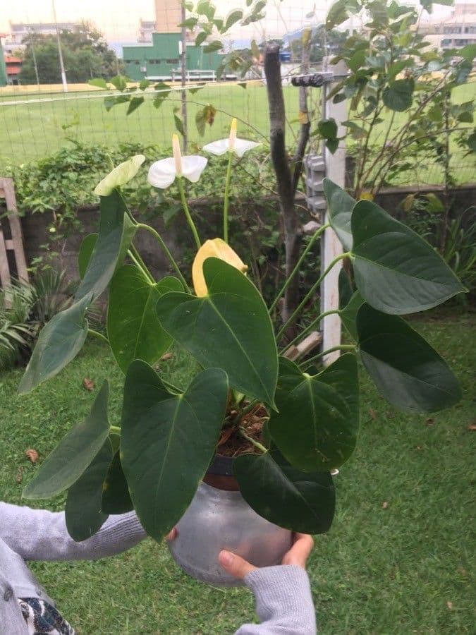 Antúria andreanum 14