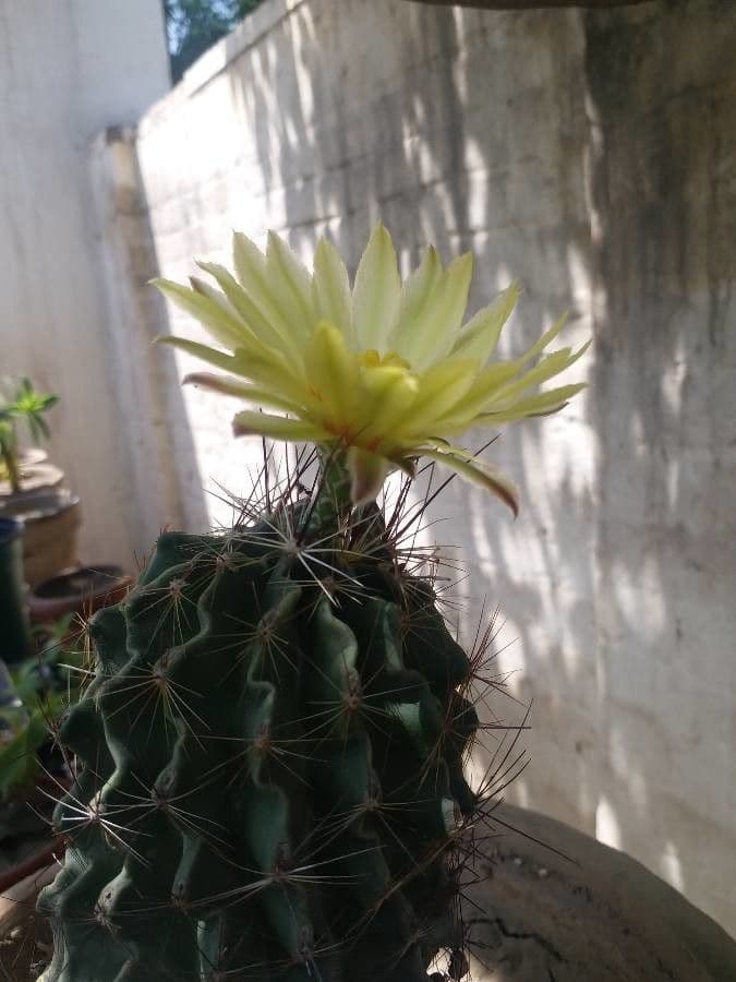 Cactus barile uncinato 16