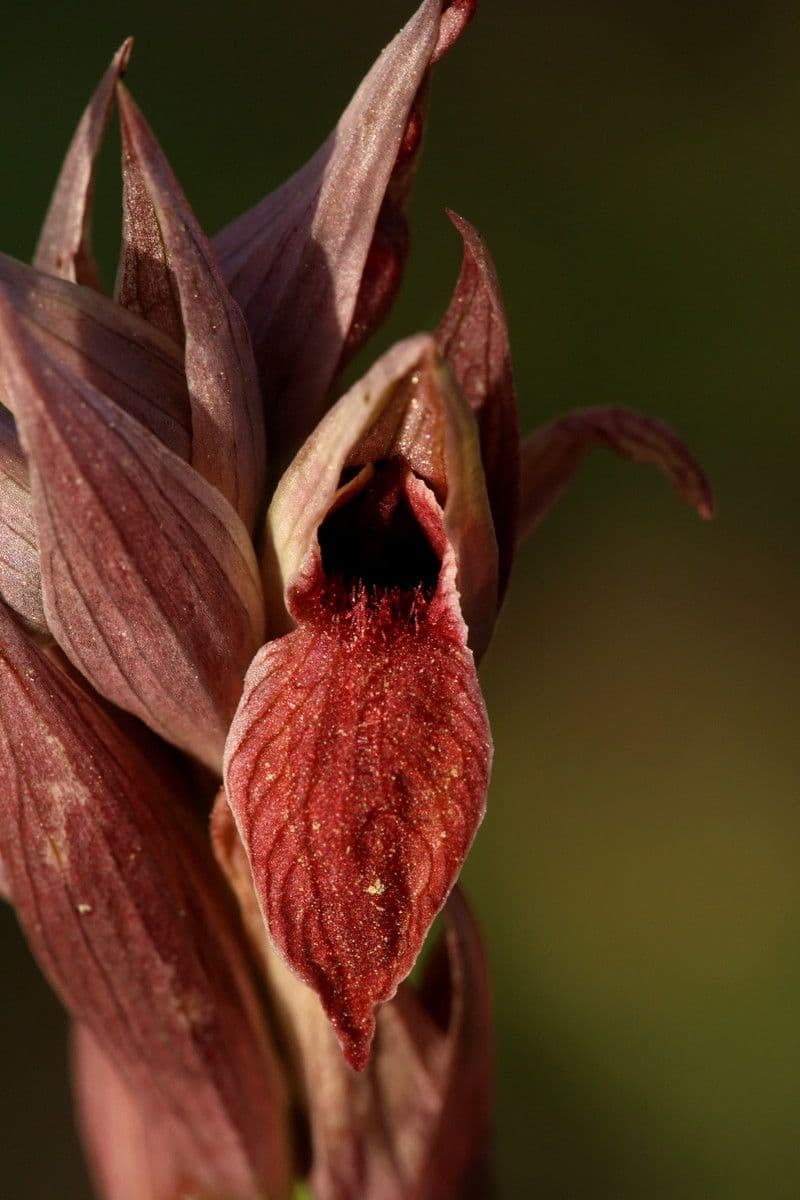 Přestup západní 2