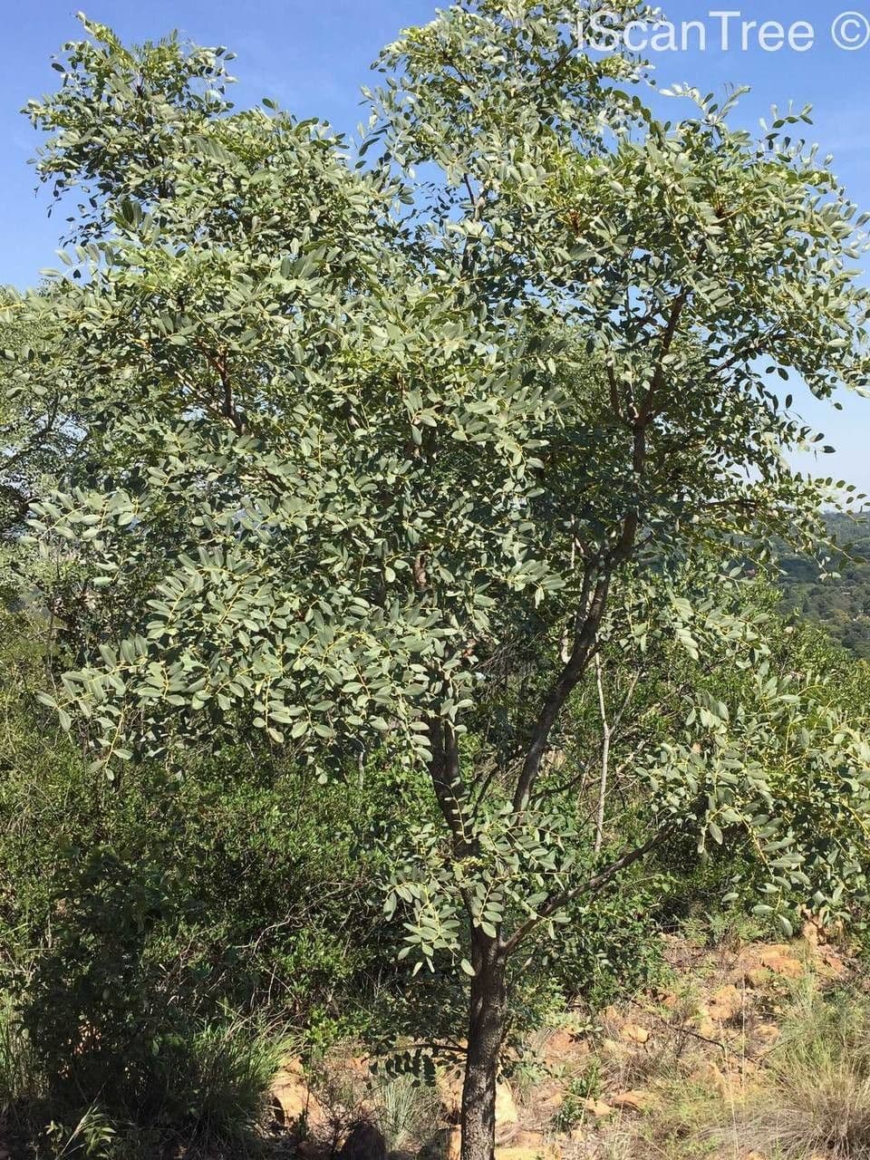 Burkea