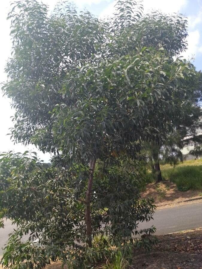 Acacia nera 13