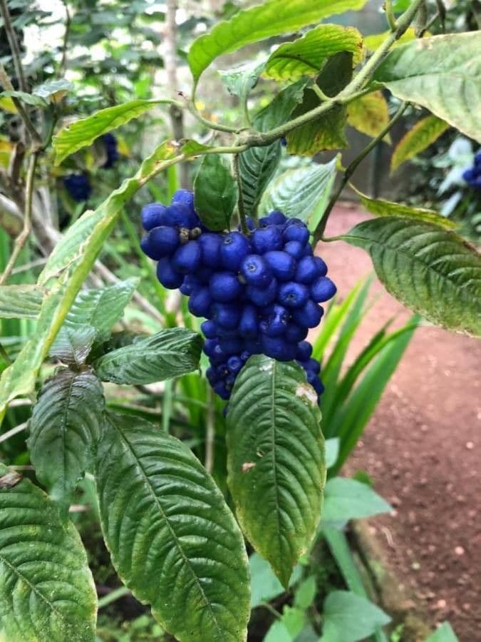 Palicourea