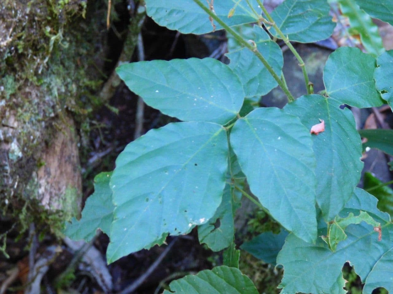 Hylodesmum 13