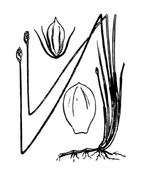 Giunco compressa 21