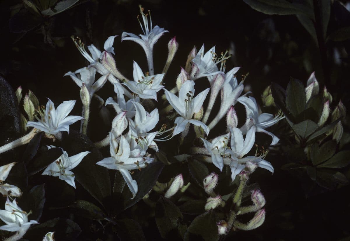 Rododendron 5