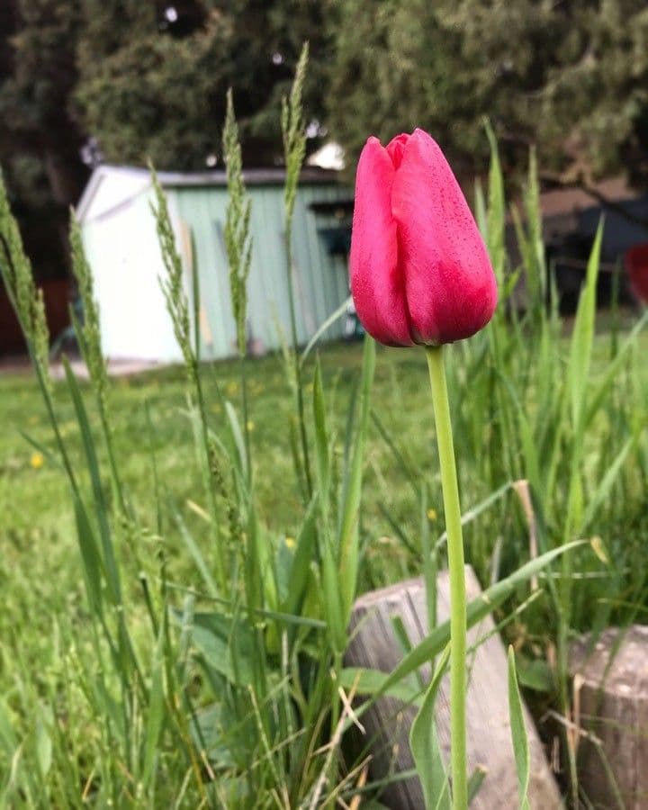 Tulipano di Gesner 22
