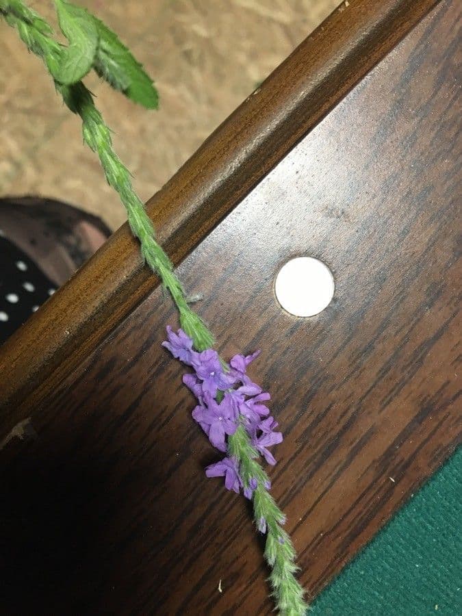 Verbena estricta 3