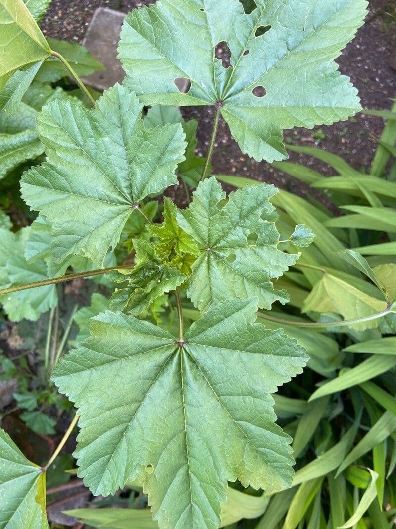 Malva verticillata 17