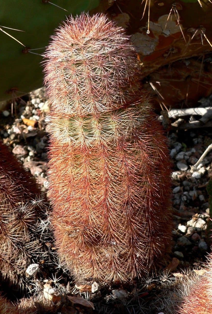 Echinocereus 7