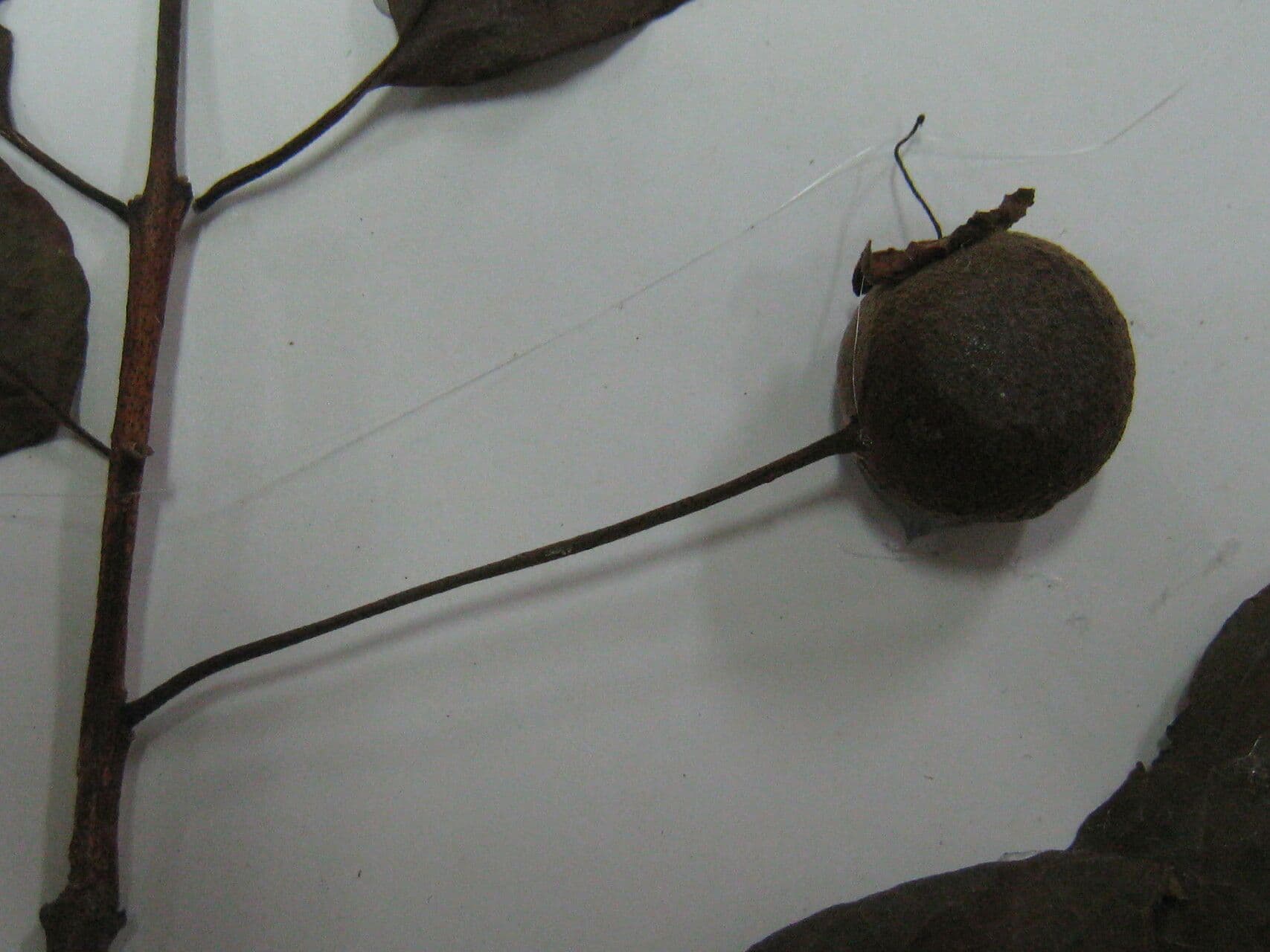 Campomanesia 10
