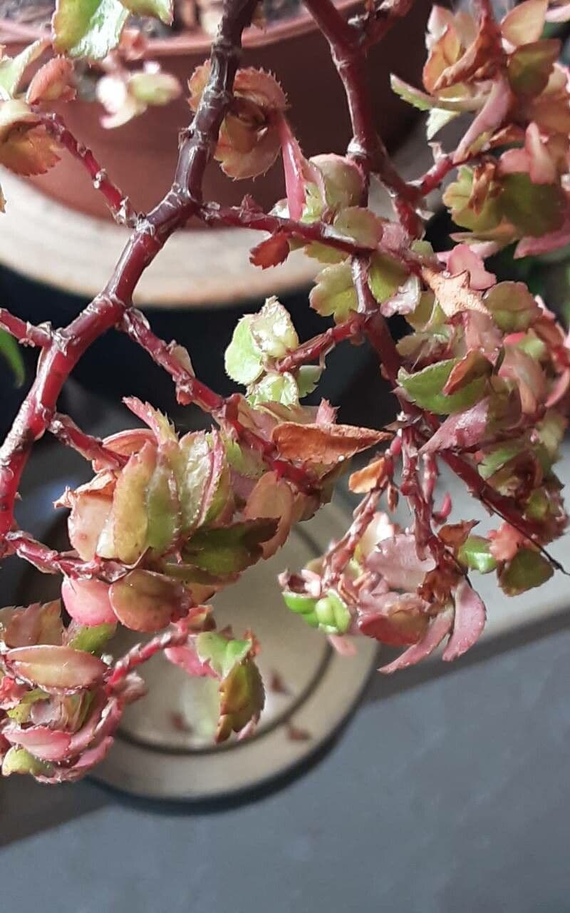 Fuchsienblättrige Begonie 17