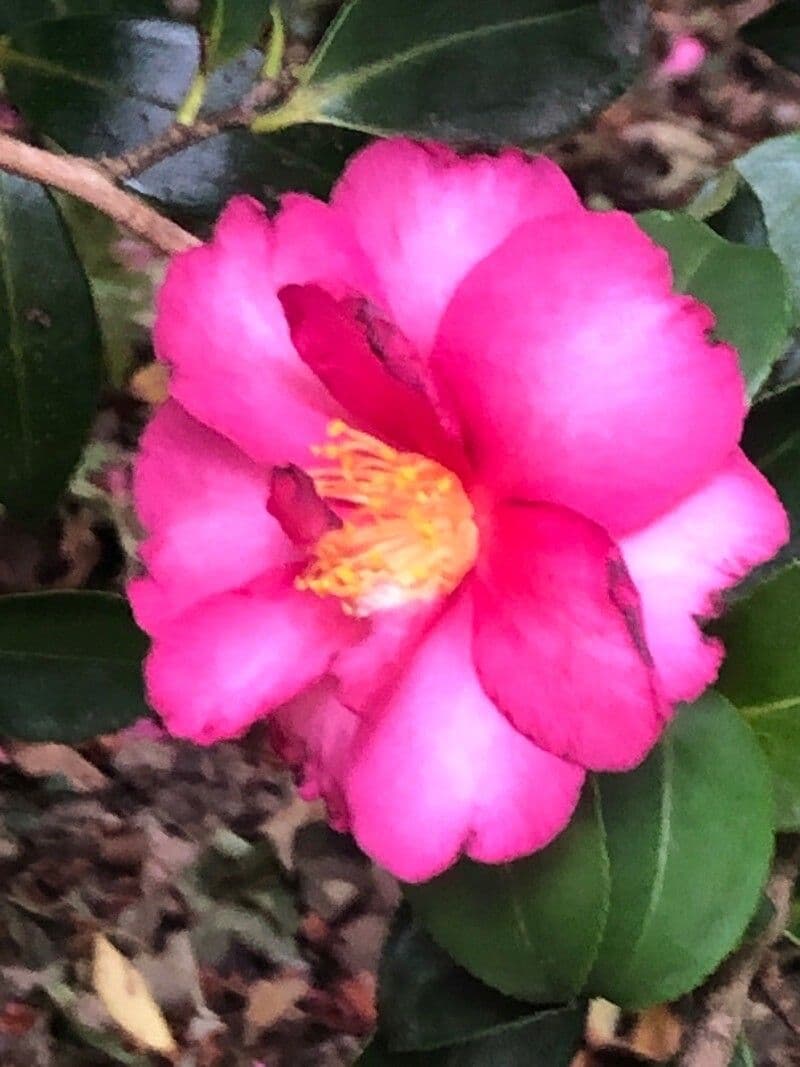 Camelia