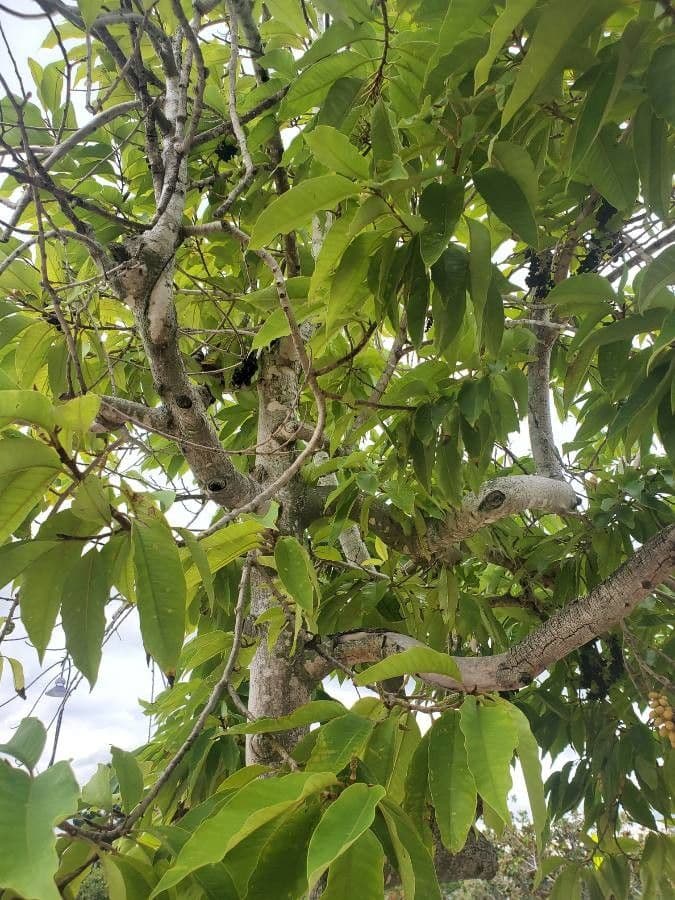 Magnolia champaca 13