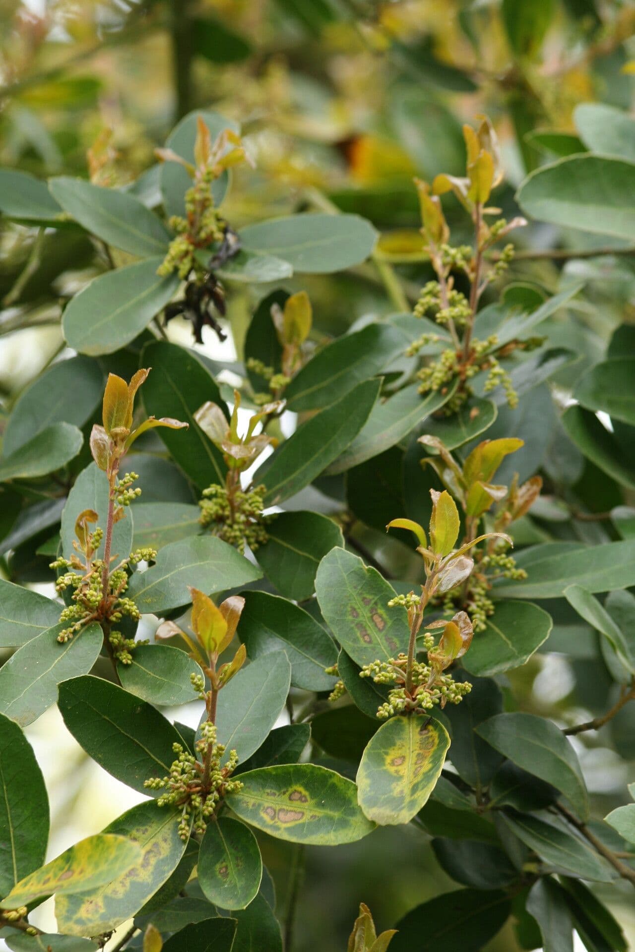 Quercia 2