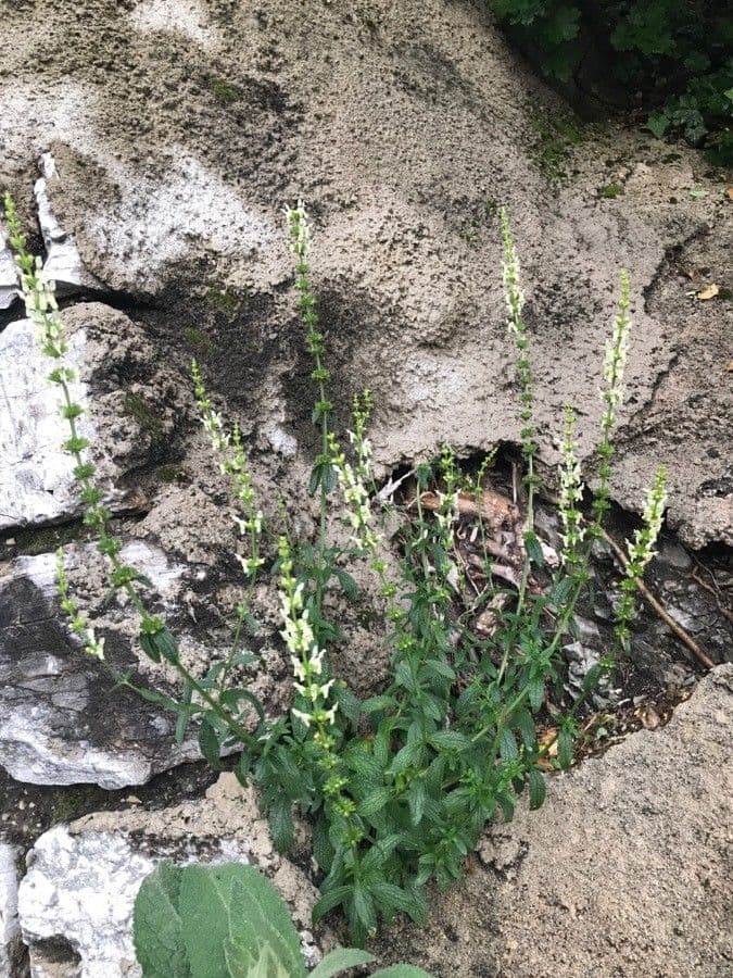 Stregona gialla 11