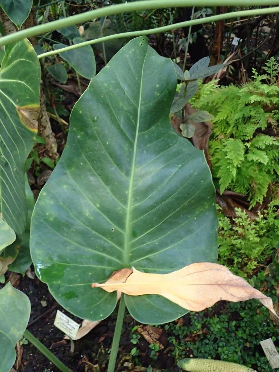 Anthurium 4