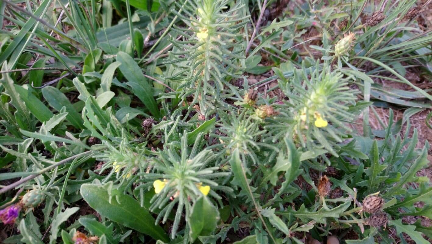 Bugle petit-pin 9