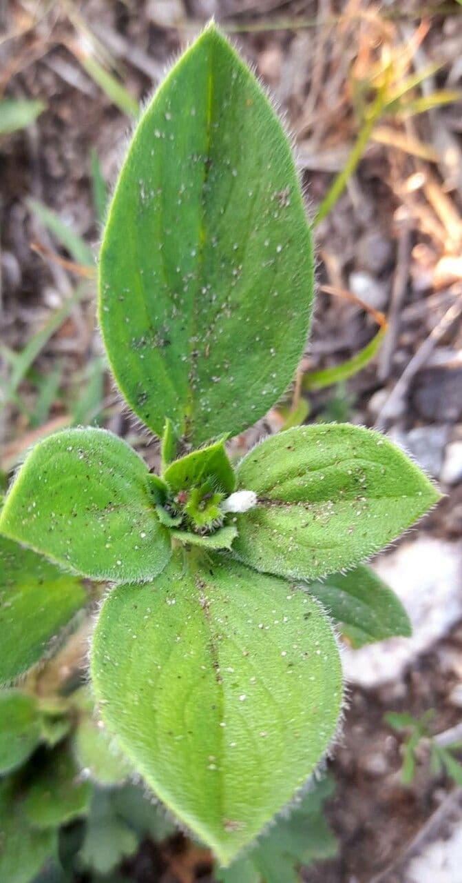 Richardia brasiliana 13