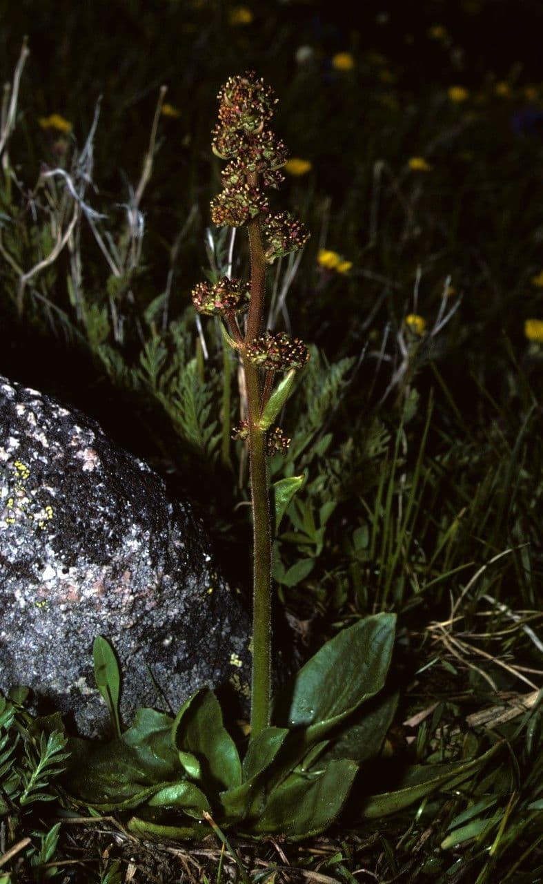 Saxifraga romboidale 7