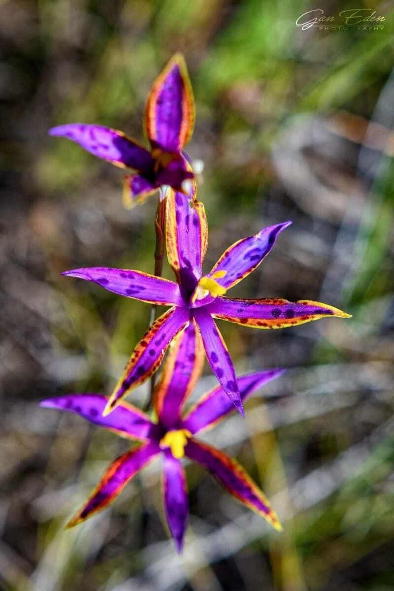 Thelymitra