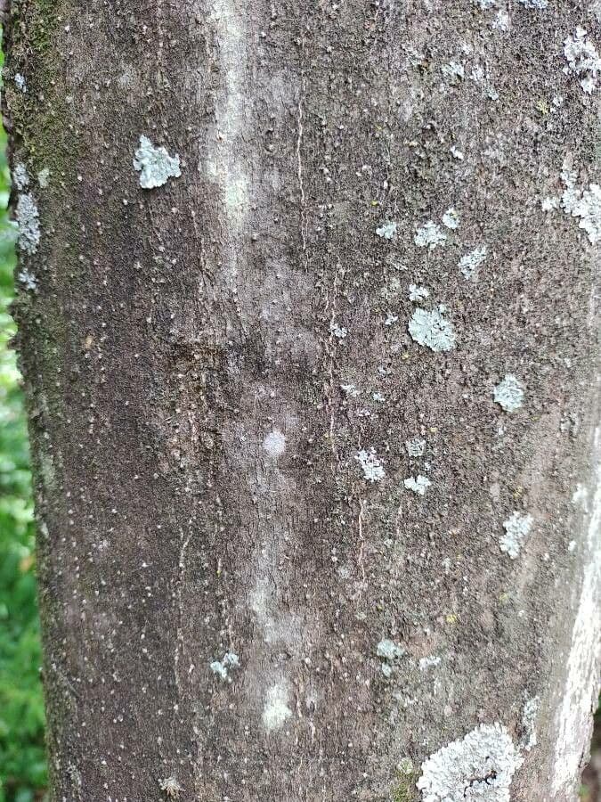 Balfourodendron 12