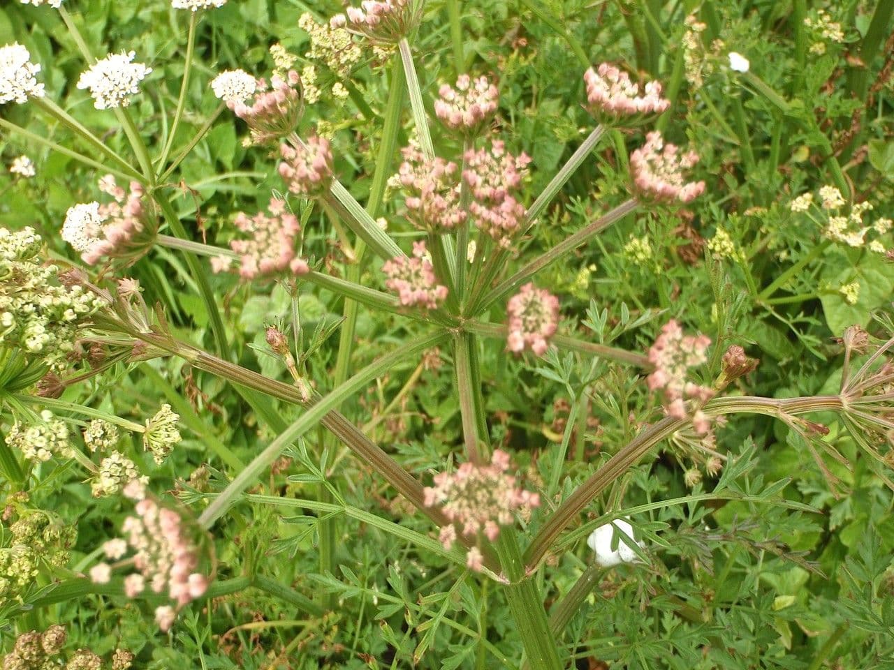 Finocchio acquatico 12