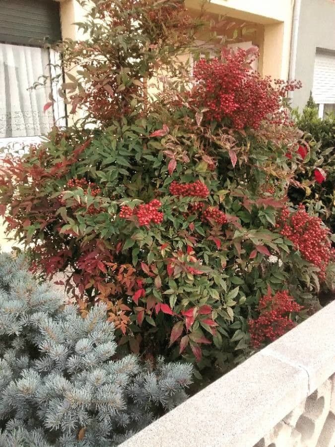 Nandina 15