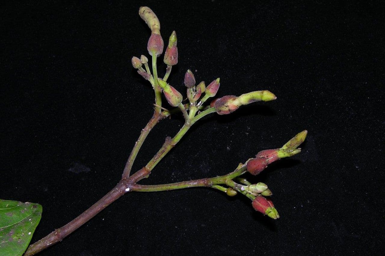 Odontadenia 8