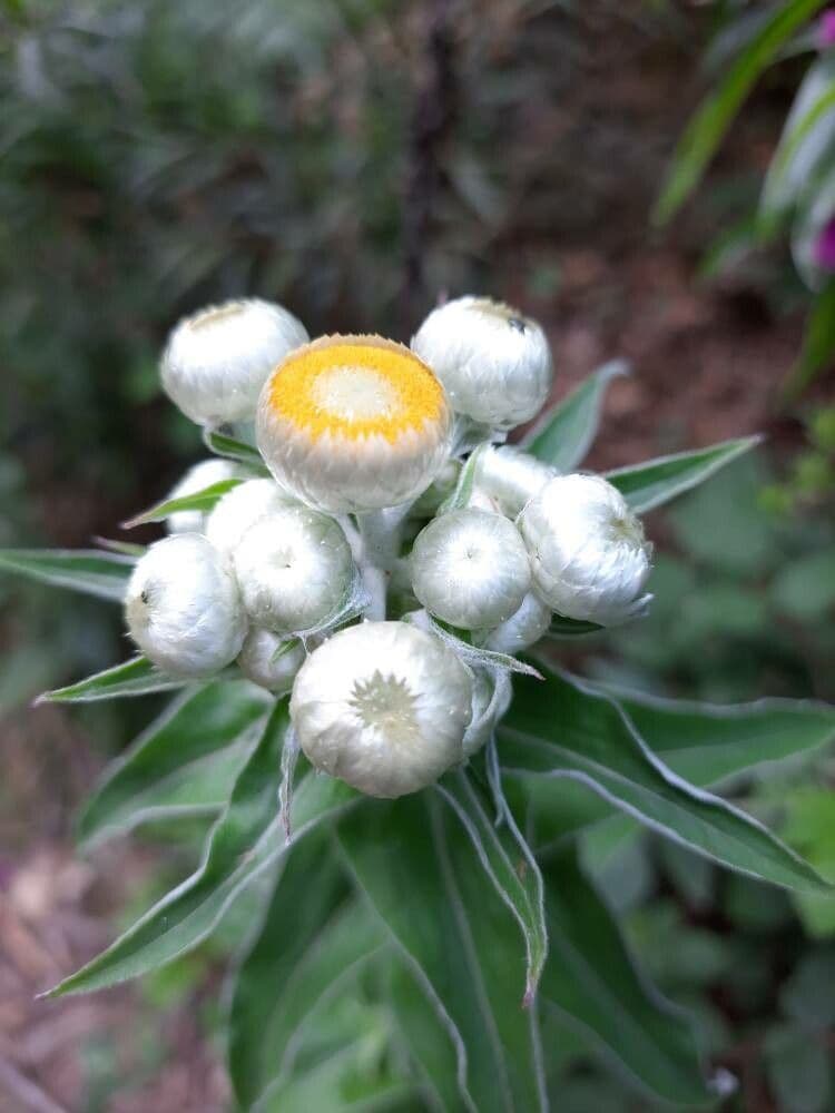 Stinkende Strohblume 3