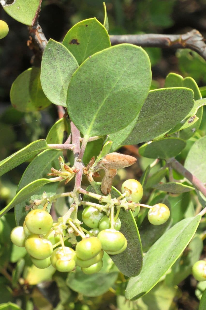 Manzanita 29