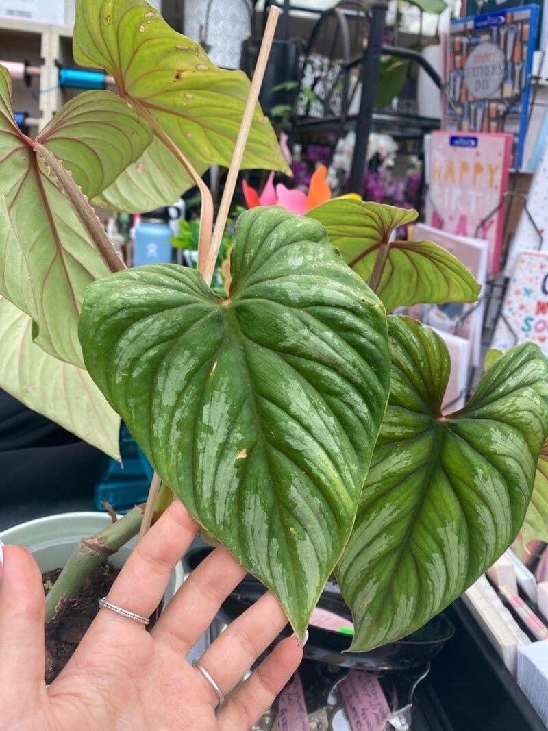 Philodendron ornatum 3