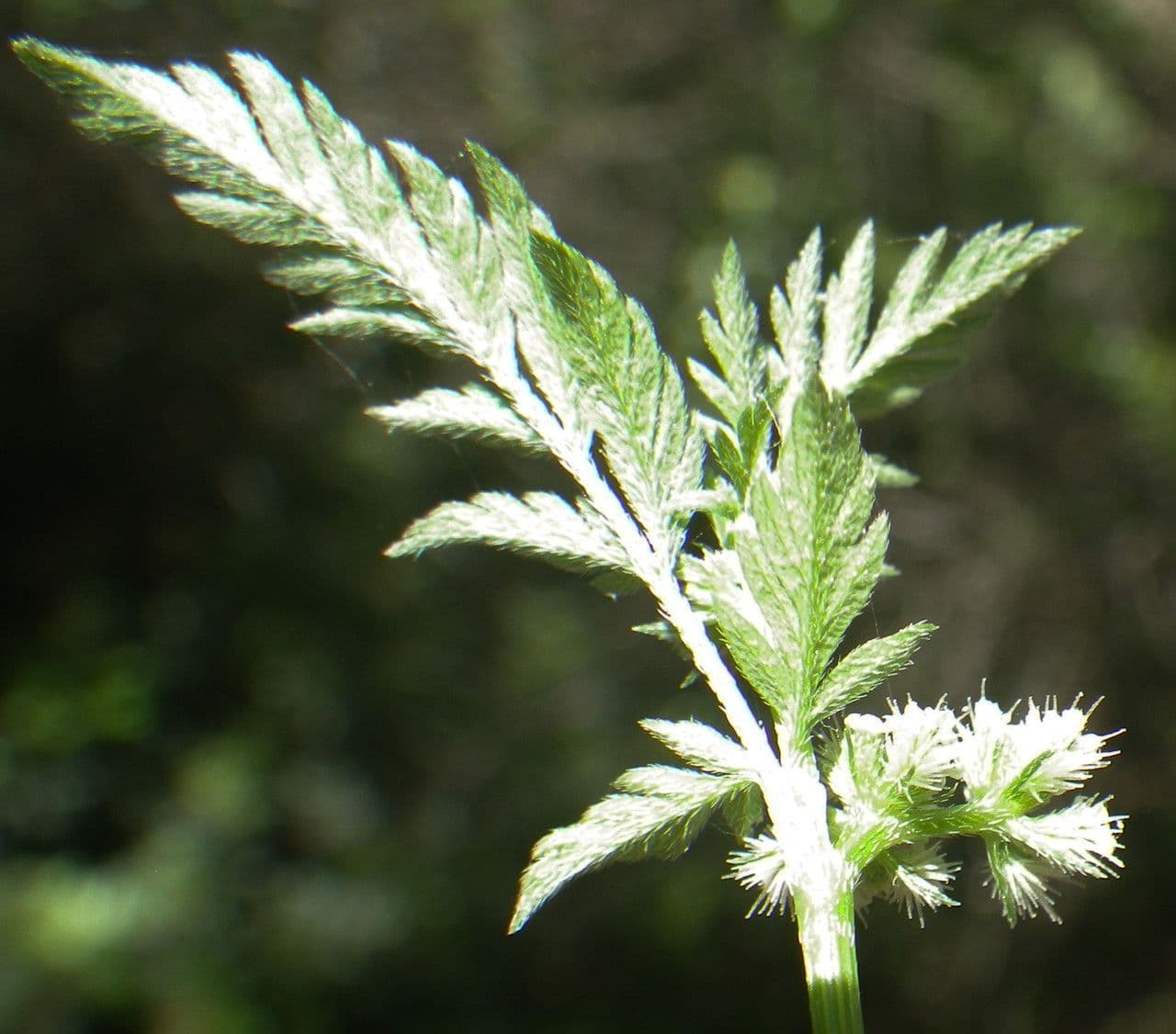 Succowia balearica 18