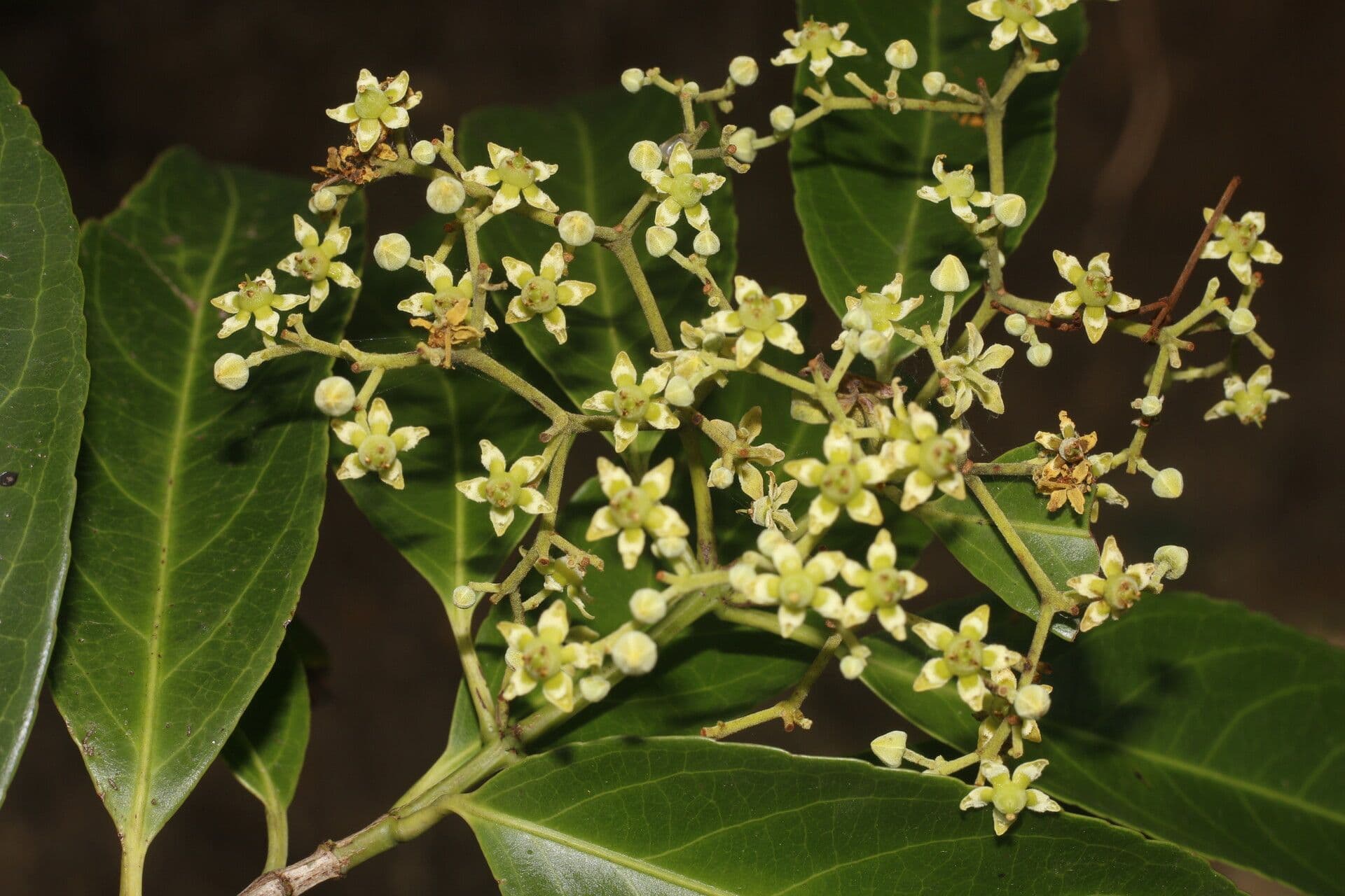 Hippocratea 8
