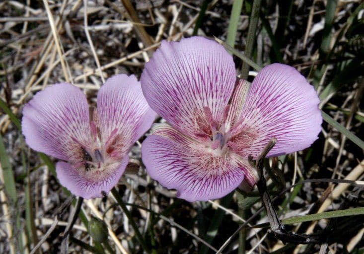 Calochortus 2