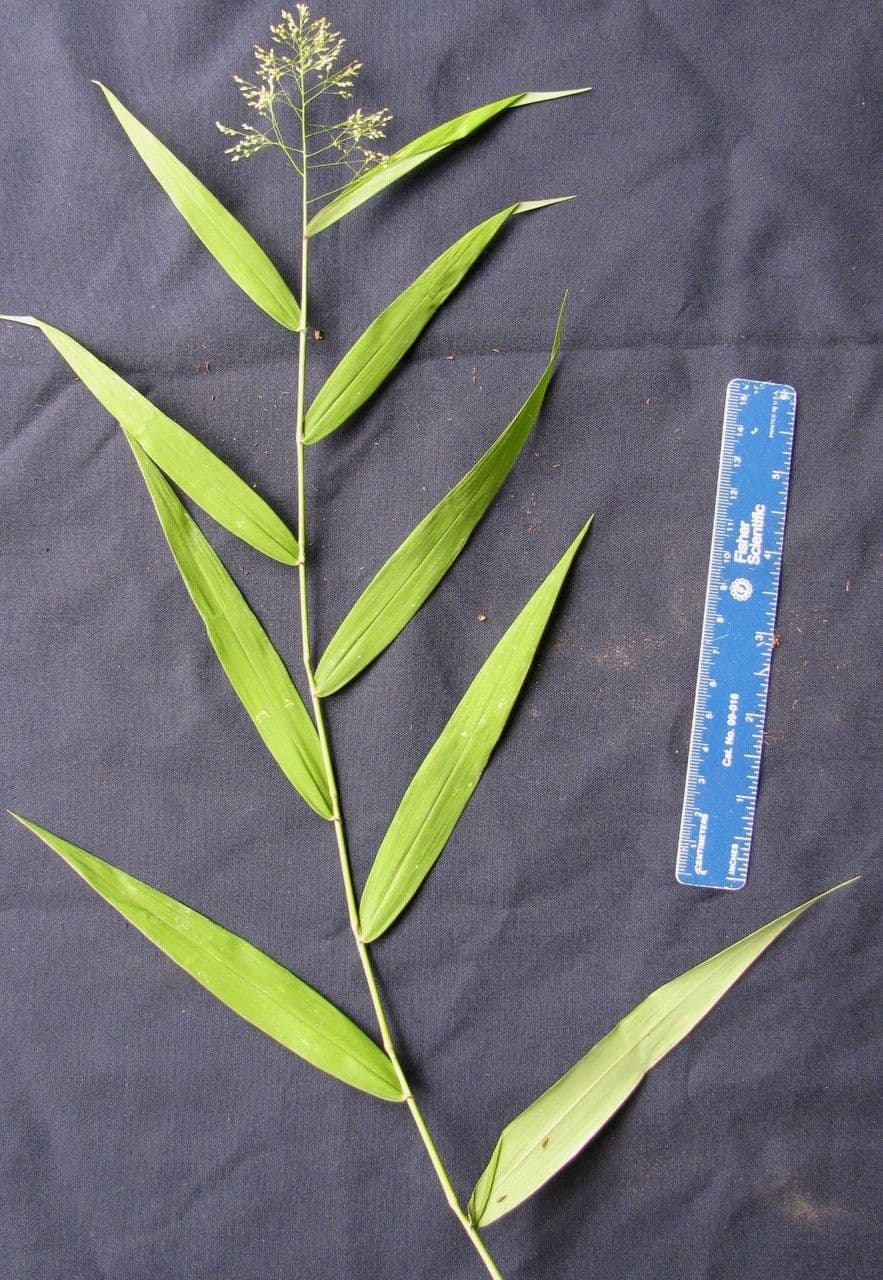 Isachne arundinacea 4