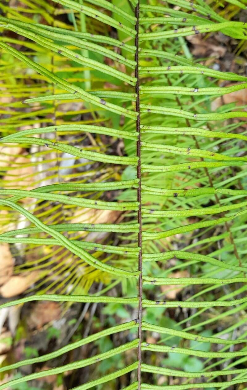 Pteris longifolia 3