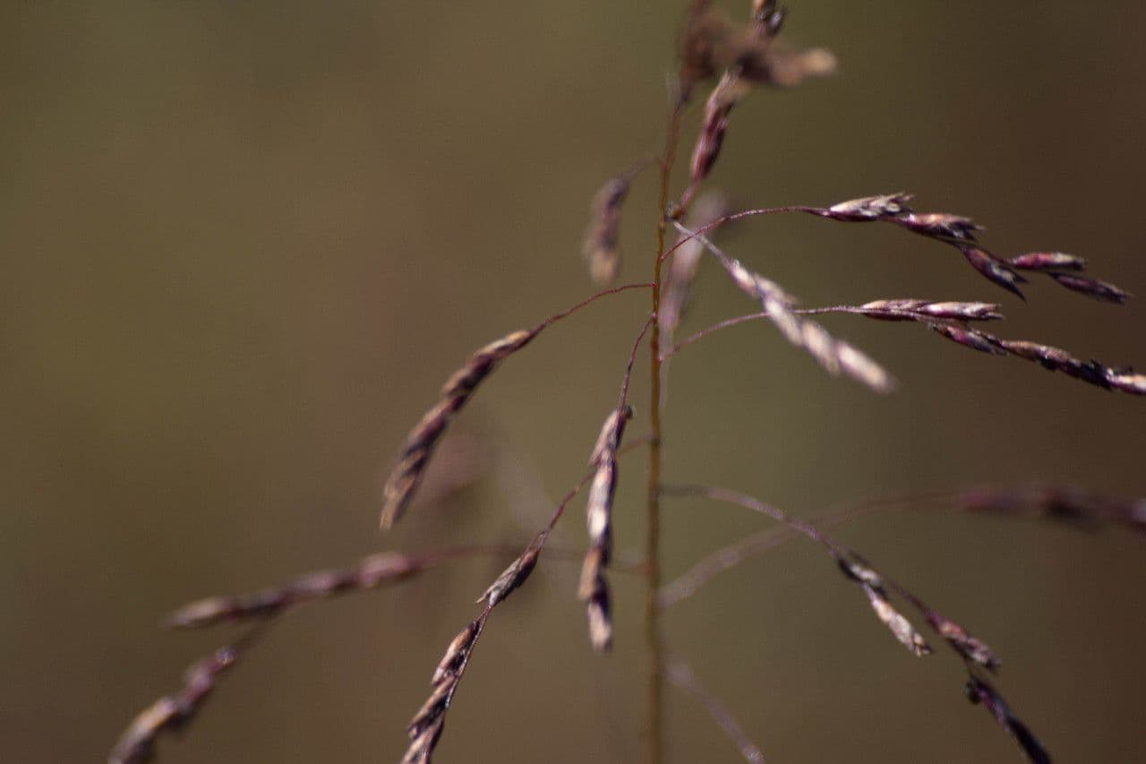 Tridens flavus 4
