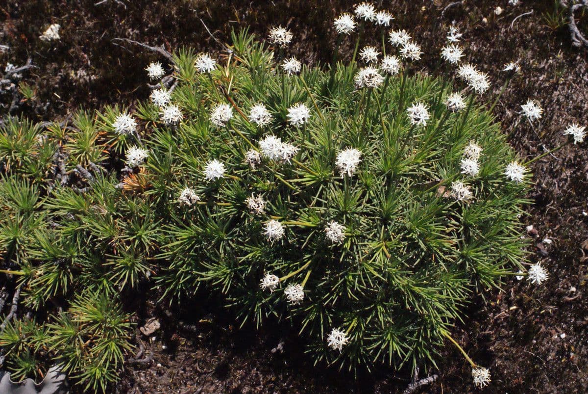 Borya constricta 5
