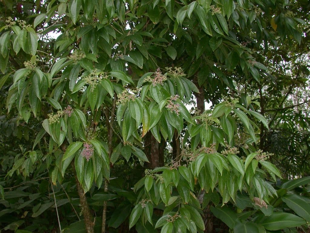 Miconia affine 12