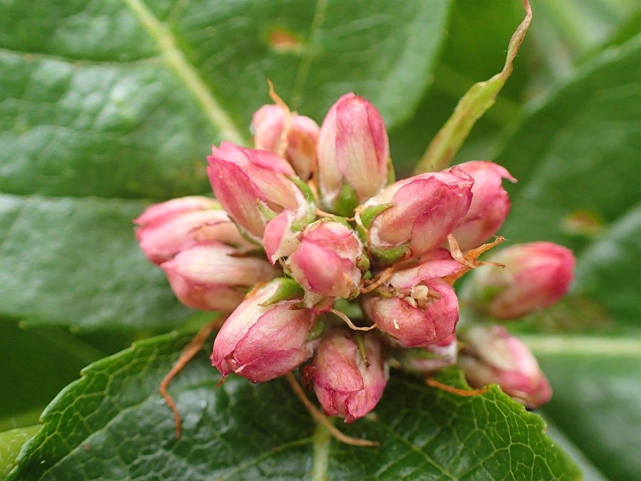 Cotonéaster alpin 10