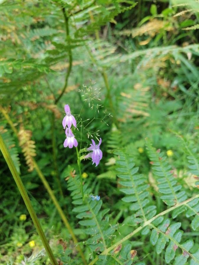 Lobelia urens 5