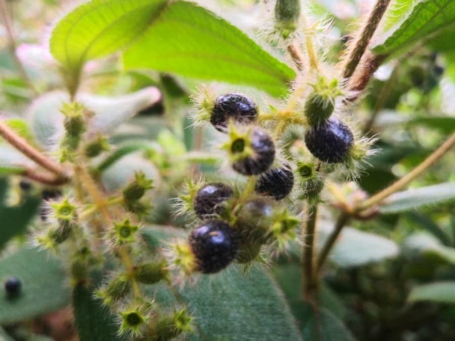 Miconia pendente 4