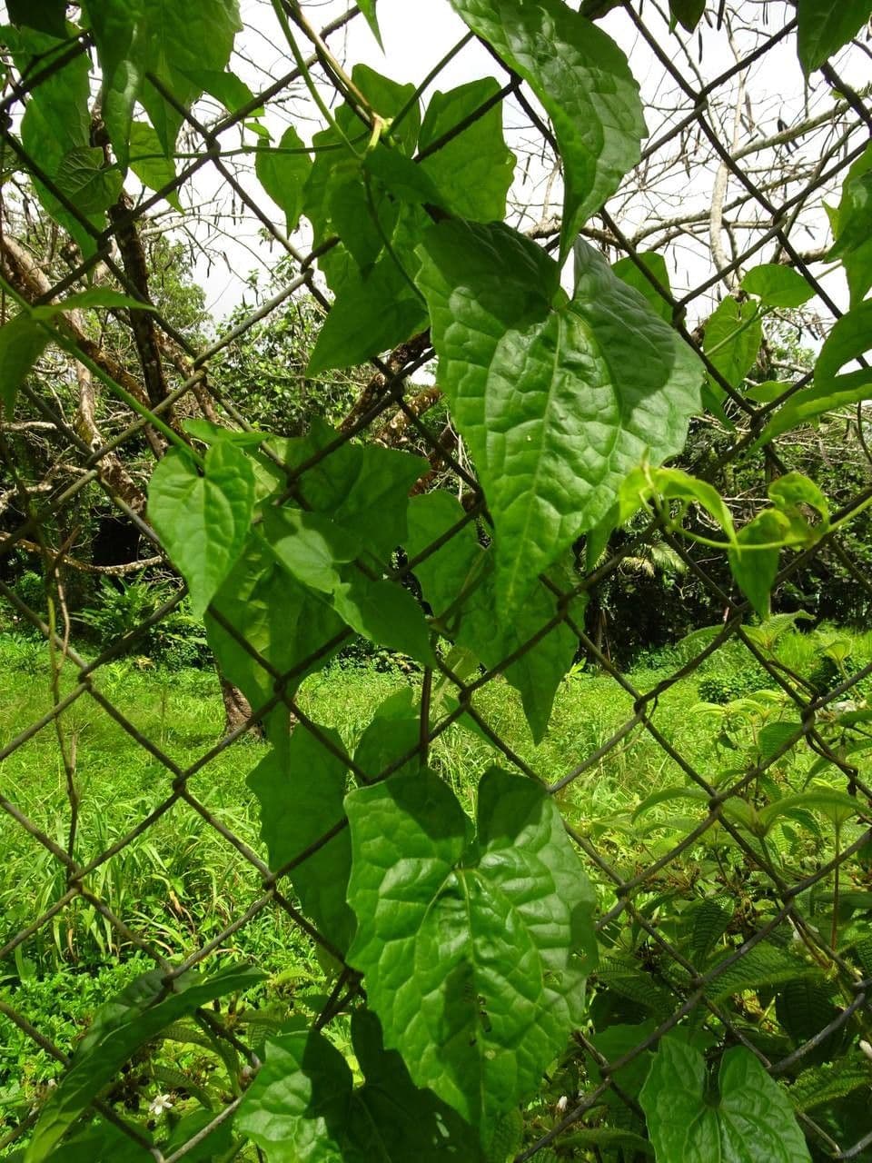 Mikania 8